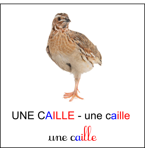 Graphie aille